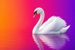 white swan
